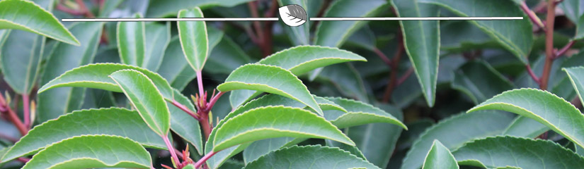 Prunus lusitanica Angustifolia - Portugese Laurier Angustifolia blad